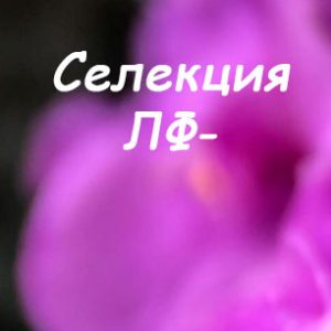 ЛФ (Л.Федосеева)