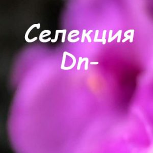 Dn (Д. Денисенко)