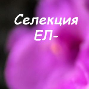 ЕЛ (Л. Ерёменко)