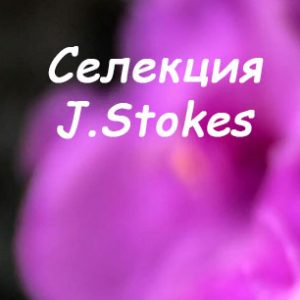J.Stokes
