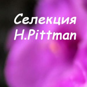 H.Pittman
