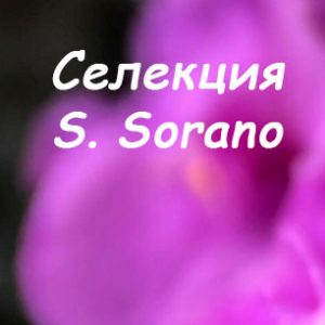 S.Sorano